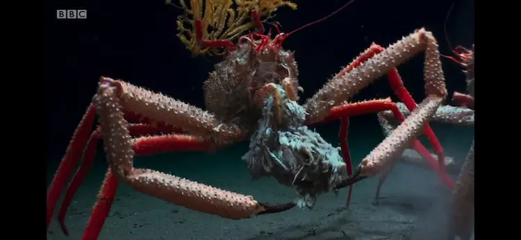 Carrier crab (Paromola cuvieri) as shown in Blue Planet II - The Deep